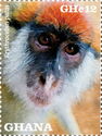 Patas Monkey (Erythrocebus patas)