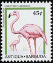 Greater Flamingo (Phoenicopterus ruber)