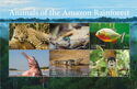 Animals of the Amazon Rainforest
