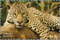 Jaguar (Panthera onca)