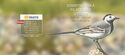 Europa - National Bird - White Wagtail (Motacilla alba)