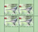 Europa - National Bird - White Wagtail (Motacilla alba)