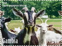 Domestic Goat (Capra aegagrus hircus)