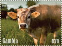 Cow (Bas taurus)