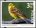 Yellowhammer (Emberiza citrinella)