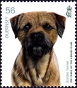 Border Terrier