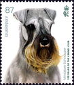 Miniature Schnauzer