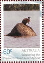 Wallaby on debris