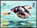 Atlantic Puffin (Fratercula arctica)