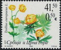 Globeflower (Trollius europaeus L.)