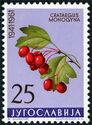 Hawthorn (Crataegus monogyna)