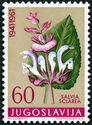 Clary sage (Salvia sclarea)