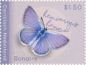 Hanno Blue (Hemiargus hanno)
