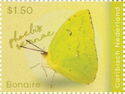 Cloudless Sulphur (Phoebis sennae)