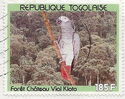 Grey Parrot (Psittacus erithacus) in Vial Kloto Forest