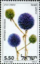 Echinops viscosus
