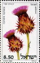 Cynara Syriaca