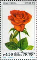 Rosa hybrida