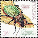 Ground Beetle (Carabus cancellatus)