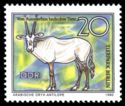 Arabian Oryx (Oryx leucoryx)