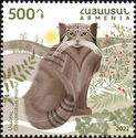 Pallas's Cat (Otocolobus felis manul)