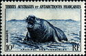 Southern Elephant Seal (Mirounga leonina)
