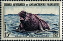 Southern Elephant Seal (Mirounga leonina)