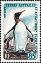 King Penguin (Aptenodytes patagonica)