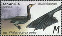 Great Cormorant (Phalacrocorax carbo)