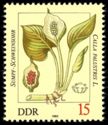 Calla palustris