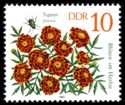 Marigold (Tagetes patula)
