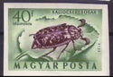 Pine Chafer (Polyphylla fullo)