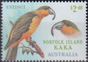 Norfolk Island Kākā (Nestor productus)