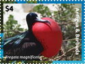 Fregata magnificens