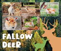 Fallow Deer