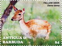 Fallow Deer (Dama dama)