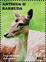 Fallow Deer (Dama dama)