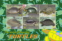 The World of Beautiful Turtles