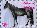 Presian Stallion (Equus ferus caballus)