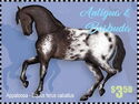 Appaloosa (Equus ferus caballus)