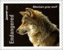 Mexican Grey Wolf (Canis lupus baileyi)