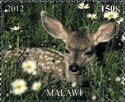 Fallow Deer Fawn