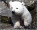 Polar Bear Cub