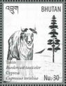 Takin (Budorcas taxicolor), Cypress (Cupressus torulosa)