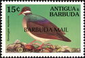 Bridled Quail-dove (Geotrygon mystacea) - Overprinted