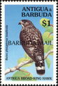 Antigua Broad-winged Hawk - Overprinted