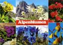 Alpenblumen | WILD ALPINE FLOWERS·FIORI DELLE ALPE FLEURES DES ALPES