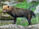 Bush Dog