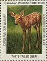 White-Tailed Deer