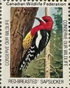 Red-Breasted Sapsucker